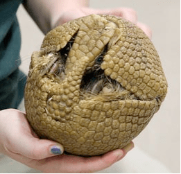 armadillo