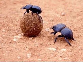 dungbeetle