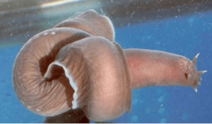 hagfish