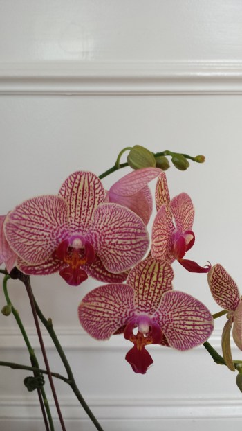 floweringorchid