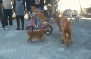 dogconga