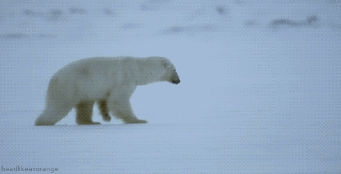 polarbear