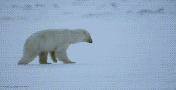 polarbear