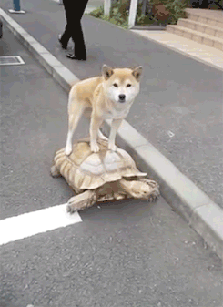 turtledog