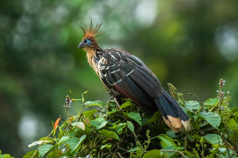 A hoatzin standing on the top of a tree. He has spiky orange feathers at the top of his head, a turquoise patch around his eye area, and long grey-brown feathers around his body. Ugly thing.