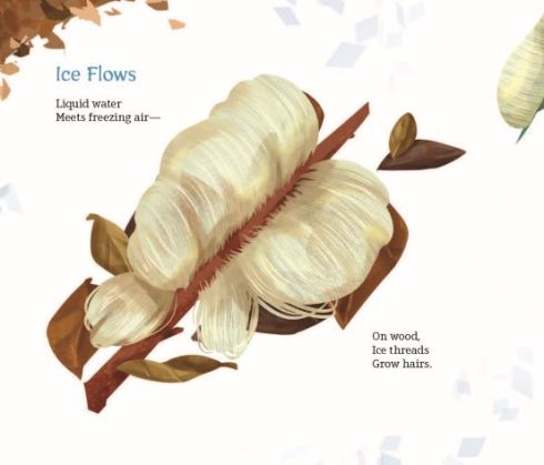 Stick of wood with ice hairs growing outward from the center, curving to the left and right of the stick