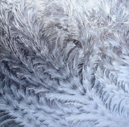 Swirls of frost like stalks of plants growing from a center root and expanding outwards